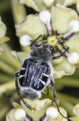Flower Scarab Beetle 2021